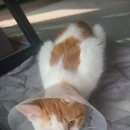 모래내동물병원 네이버블로그