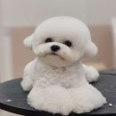 그루밍 스튜디오 티스토리