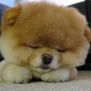 이쁜강아지 이미지