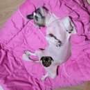 도그유토피아 더펜트 | 우리집 할배가나디 유치원에 가요