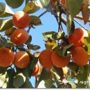 나오리농장 이미지