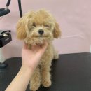 헬로퍼피1 이미지