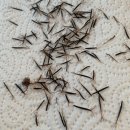 도깨비풀 이미지