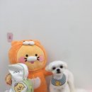 도톨그루밍