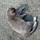 앤쿡 | 울진 대게 맛집 죽변항 근처 애견동반 가능한 대게앤쿡 가격 내돈내산 솔직후기