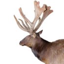 야초목장 이미지