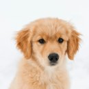 하얀강아지 이미지