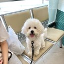 [오산 동물병원 추천]심장사상충관리와 무료로 위생 미용까지 해주는 도래동물병원🐾 +강아지 예방접종