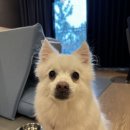 뽀샤시 펫살롱 이미지