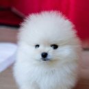 우리강아지 이미지