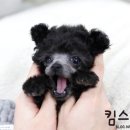 황금켄넬 네이버블로그