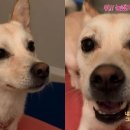 댕댕이# 이미지