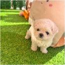 함께 있어줄개 이미지