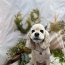 털뭉치이발소 이미지