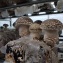 🍄🍄🍄작년에 드셨던 분들 기억하시죠 ㅎㅎ무농약 송화버섯 OPEN‼️ 이미지