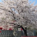 용산 한마음아파트 서편 | 4월 기록 (1)