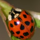 Ladybugs 이미지