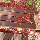 가을빛 마무리 낙엽길 잎새 이미지