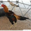 최강자농장 이미지