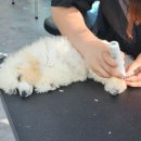 캄애견미용학원 네이버블로그