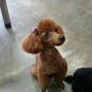 크로바미용실 네이버블로그