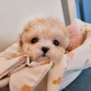 푸른들 동물병원 | 동물병원강아지분양 선택한 이유 ( 저렴한분양비 / 건강보장 / 건강상태 )