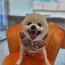 댕스살롱 네이버블로그