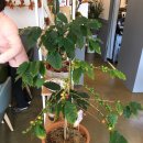 원앤식스커피 이미지