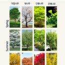 옥정 이팝나무길 네이버블로그