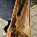 마트로탑동점