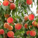 정호진농장 이미지