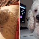 댕댕이천사 이미지