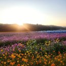 2025년 화순 명소 버스킹 | 전남 화순 고인돌 가을꽃축제 10월 광주근교 코스모스와 국화 꽃구경 여행 명소 가볼만한곳 다녀왔어요