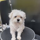 로즈펫살롱 이미지