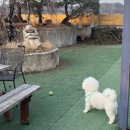 테라스애견미용카페 | 시흥애견동반카페 테라스9 솔직후기｜외부 내부 분위기부터 대표메뉴까지 총정리