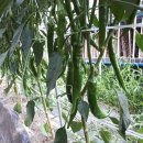 지리산천령표고농원 이미지
