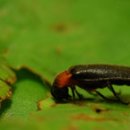 반딧불이 이미지