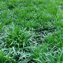 백양농장 이미지