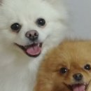 뽀삐네 네이버블로그