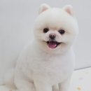 하이몽 애견미용실 이미지