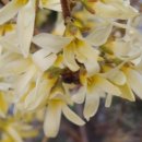 미선식당 이미지