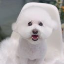 후즈독 이미지