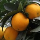 신효동 하귤나무 이미지