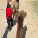 인디피프틴 이미지