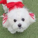 빅토리애견 이미지