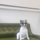 예쁘개&사랑스럽개 이미지