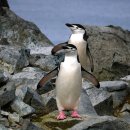 턱끈펭귄 [Chinstrap penguin (Pygoscelis antarcticus)] 이미지