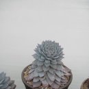 파랑새농장 이미지