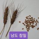 참밀 이미지