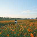 농업기술센터 농업기술과 화장실 | 청주 가을 황화코스모스 명소, 청주농업기술센터 무료 나들이
